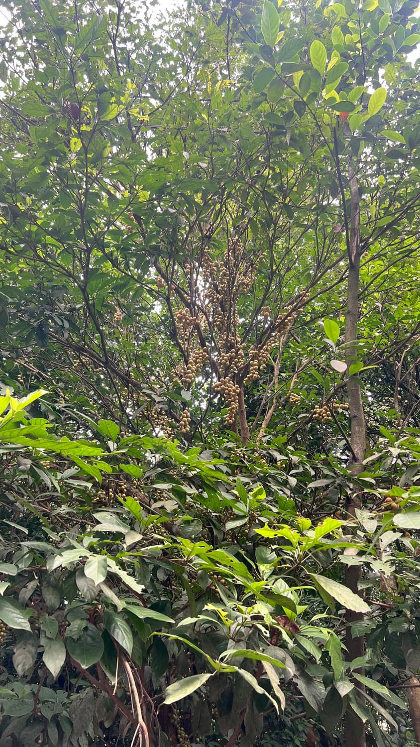 লংগন