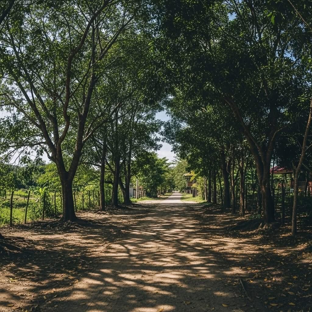 Shaded avenue of tall trees